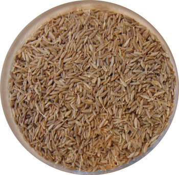 Kmin rzymski ziarno 50g